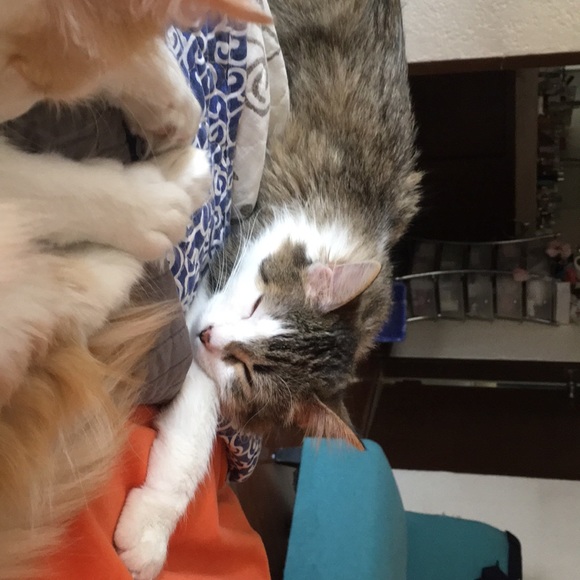 Meet your Posher, Fabiola - Picture 1 of 1